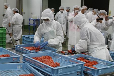 大連海參,海參,曉芹海參,日本考察